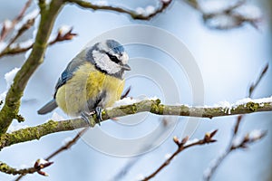 Blue Tit - Parus caeruleus