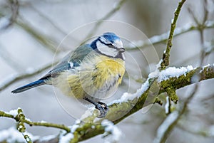 Blue Tit - Parus caeruleus