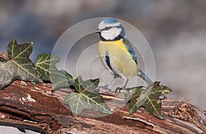 Blue tit (Parus caeruleus)