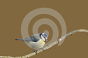 Blue Tit (Parus caeruleus)