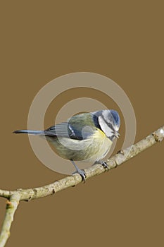 Blue Tit (Parus caeruleus)