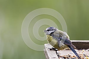 Blue Tit (Parus caeruleus)