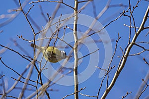 Blue tit (Parus caeruleus)