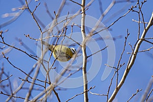 Blue tit (Parus caeruleus)