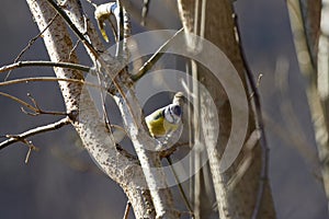 Blue tit (Parus caeruleus)