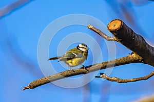 Blue tit (Parus caeruleus)