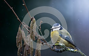 Blue tit, Parus caeruleus