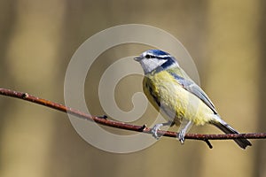 Blue Tit (Parus caeruleus)