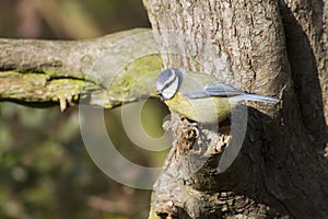 Blue Tit (Parus caeruleus)