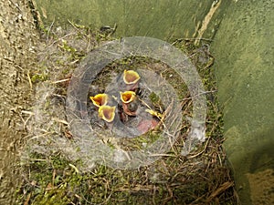 Blue tit, Parus caeruleus