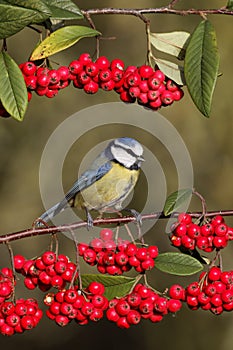 Blue tit, Parus caeruleus