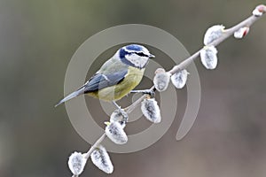 Blue tit, Parus caeruleus