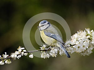 Blue tit, Parus caeruleus