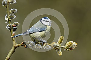 Blue tit, Parus caeruleus