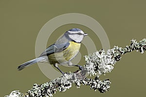 Blue tit, Parus caeruleus