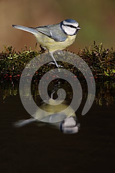 Blue tit, Parus caeruleus