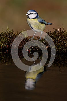 Blue tit, Parus caeruleus