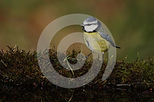 Blue tit, Parus caeruleus