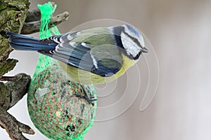 Blue Tit (Parus caeruleus)