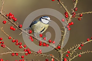 Blue tit, Parus caeruleus