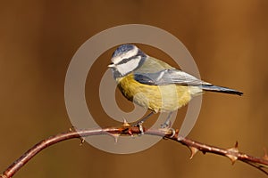 Blue tit, Parus caeruleus