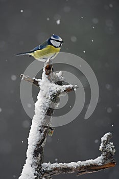 Blue tit, Parus caeruleus