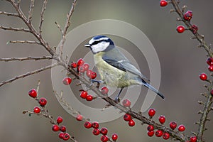 Blue tit, Parus caeruleus