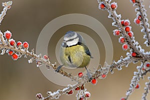 Blue tit, Parus caeruleus