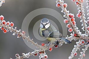 Blue tit, Parus caeruleus