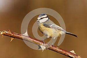 Blue tit, Parus caeruleus