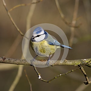 Blue Tit (Parus caeruleus)