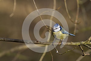 Blue Tit (Parus caeruleus)