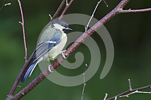 Blue Tit (Parus caeruleus)