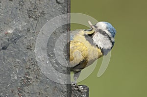 Blue Tit (Parus caeruleus)