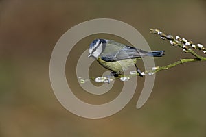 Blue tit, Parus caeruleus