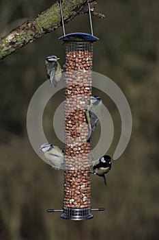 Blue tit, Parus caeruleus