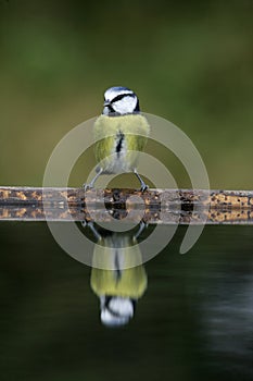 Blue tit, Parus caeruleus