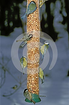 Blue tit, Parus caeruleus