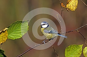 Blue tit, Parus caeruleus