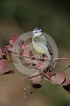 Blue tit, Parus caeruleus