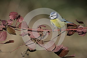 Blue tit, Parus caeruleus