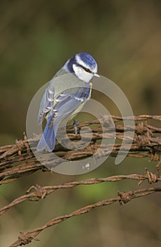 Blue tit, Parus caeruleus