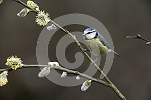 Blue tit, Parus caeruleus