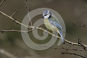 Blue tit, Parus caeruleus