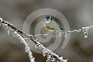 Blue tit, Parus caeruleus