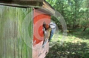 Blue tit, Parus caeruleus