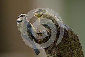 Blue tit (Parus caeruleus)