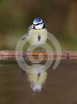 Blue tit, Parus caeruleus