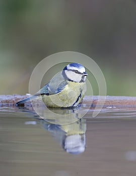 Blue tit, Parus caeruleus