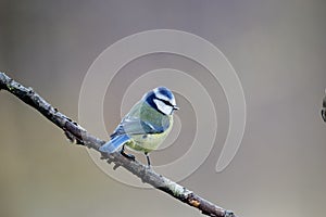 Blue tit, Parus caeruleus